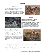 Gepard-Steckbrief.pdf